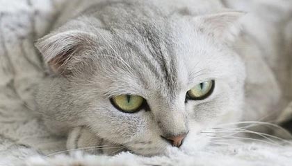 德清2026年最新北京商务伴游经纪招聘渠道分享(最方便真实的德清北京爱特博旅运服务有限责任公司招聘方法)