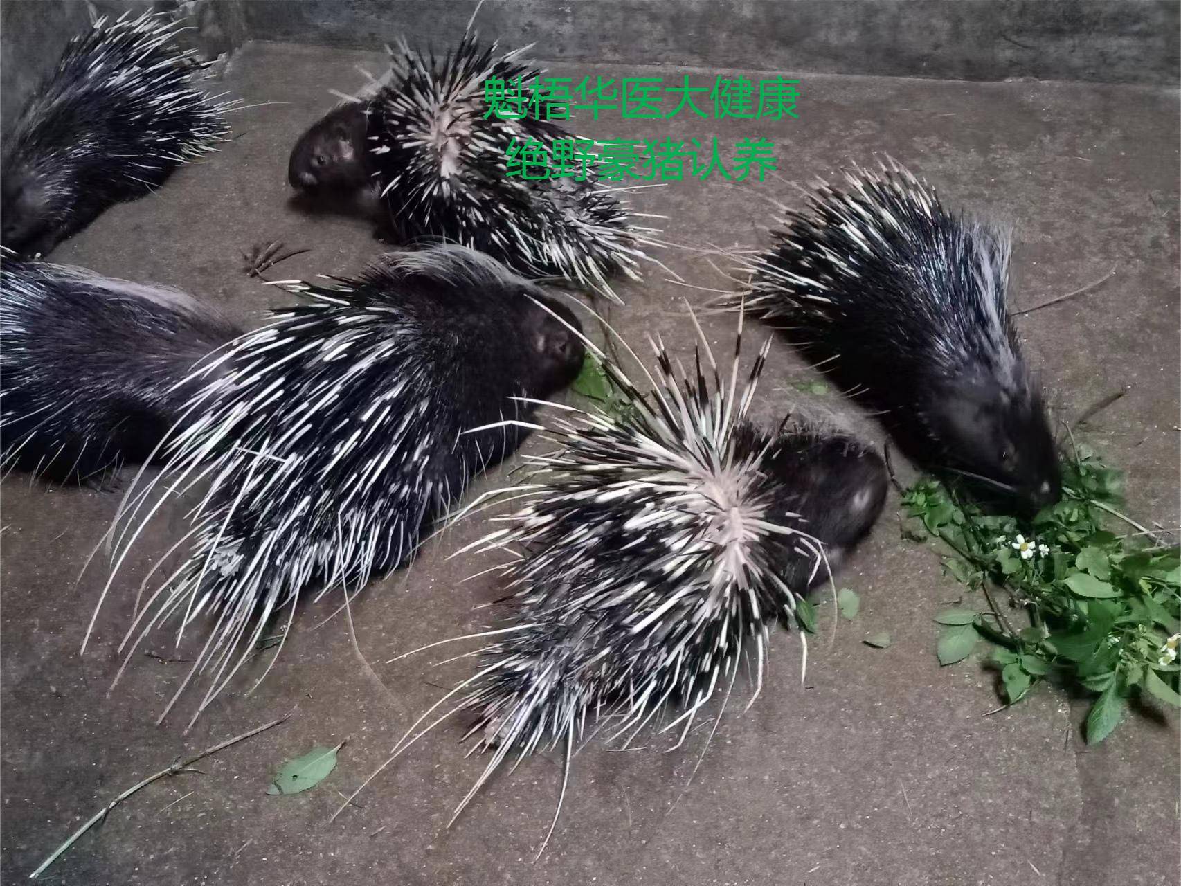 最新豪猪回收商家方法分析(最方便真实的德清豪猪卖去什么地方方法)